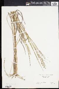 Panicum virgatum var. virgatum image