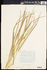 Panicum virgatum var. virgatum image