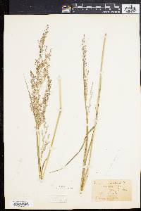 Panicum virgatum var. virgatum image