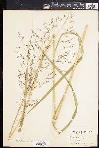 Panicum virgatum var. spissum image