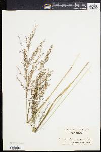 Panicum virgatum var. spissum image