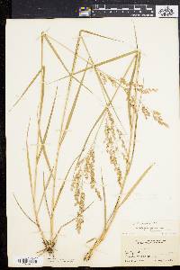 Panicum virgatum var. spissum image