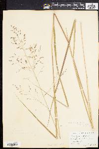 Panicum virgatum var. spissum image