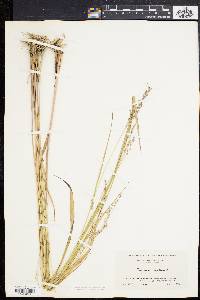 Panicum virgatum var. spissum image