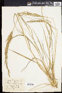 Panicum virgatum var. spissum image