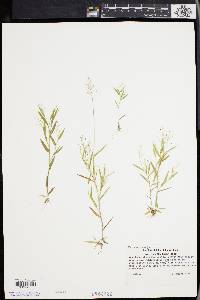 Panicum wrightianum image