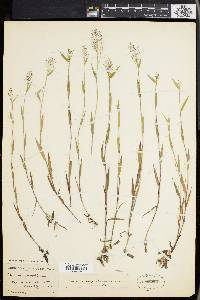 Panicum wrightianum image