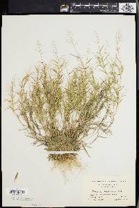 Panicum wrightianum image