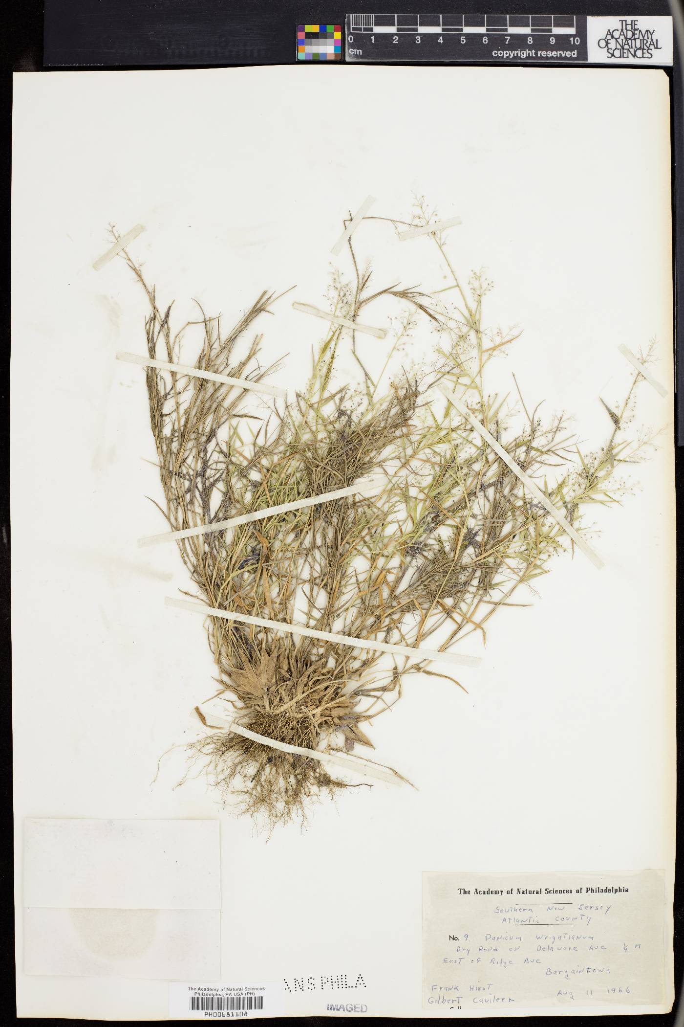 Dichanthelium wrightianum image