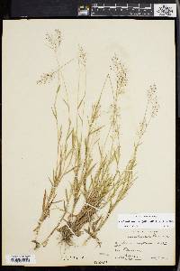 Panicum wrightianum image