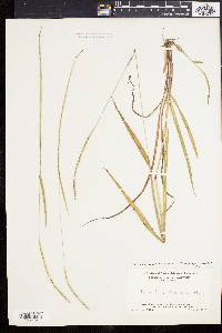 Paspalum setaceum var. muhlenbergii image