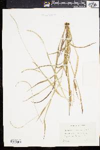 Paspalum setaceum var. muhlenbergii image