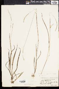 Paspalum setaceum var. muhlenbergii image