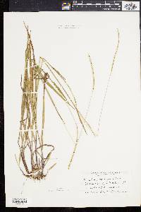 Paspalum setaceum var. muhlenbergii image