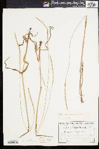 Paspalum setaceum var. muhlenbergii image