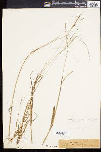 Paspalum setaceum var. muhlenbergii image