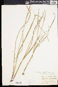 Paspalum setaceum var. muhlenbergii image