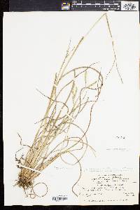 Paspalum setaceum var. muhlenbergii image