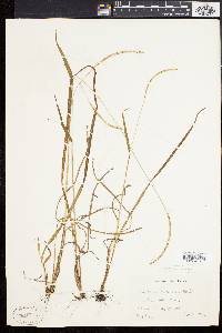 Paspalum setaceum var. muhlenbergii image