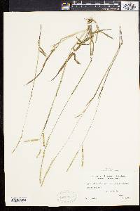 Paspalum setaceum var. muhlenbergii image