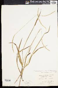 Paspalum setaceum var. muhlenbergii image
