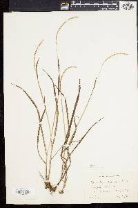 Paspalum setaceum var. muhlenbergii image