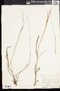 Paspalum setaceum var. muhlenbergii image