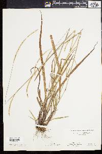 Paspalum setaceum var. muhlenbergii image