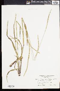 Paspalum setaceum var. muhlenbergii image