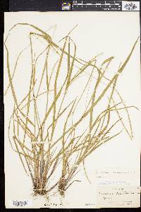 Paspalum setaceum var. muhlenbergii image