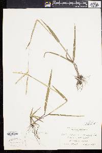 Paspalum setaceum var. muhlenbergii image