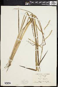 Paspalum laeve image