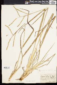 Paspalum laeve image