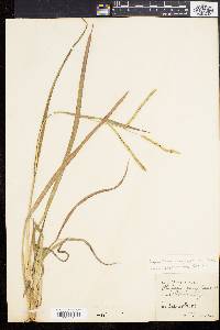 Paspalum laeve image