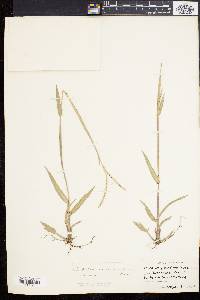 Paspalum setaceum var. psammophilum image