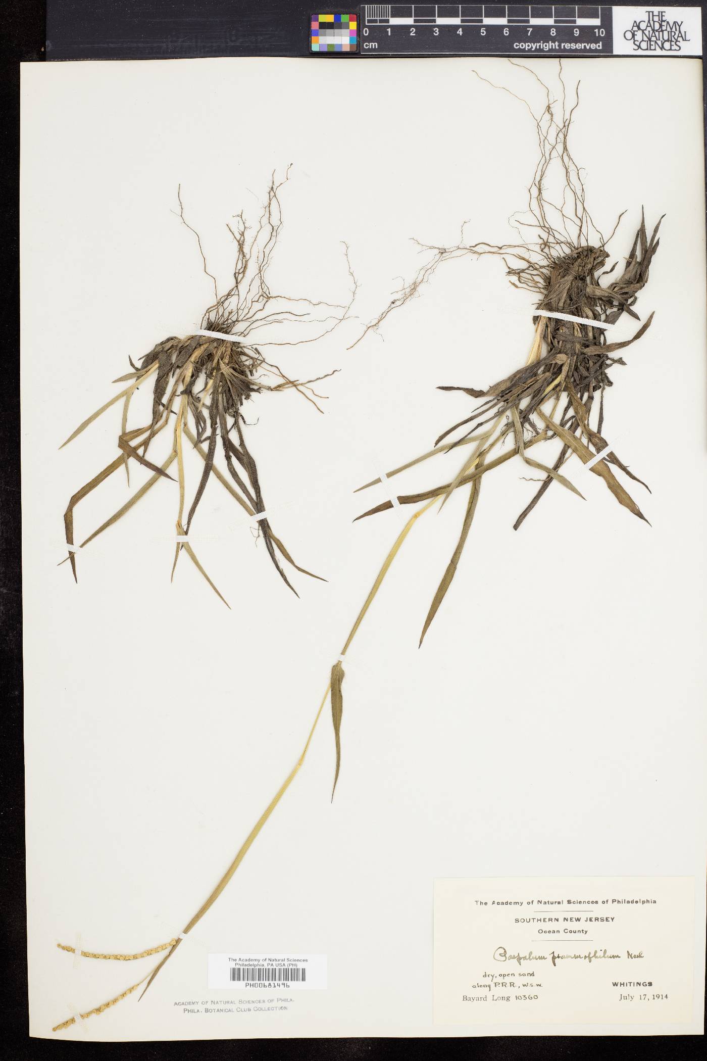 Paspalum setaceum var. psammophilum image