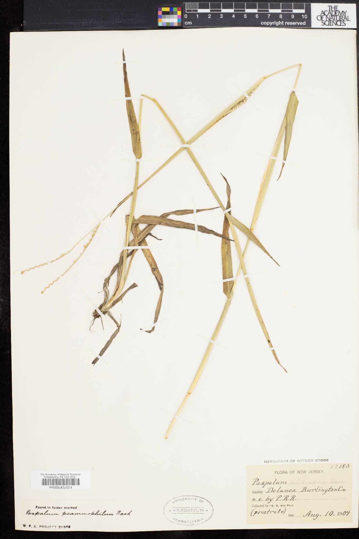 Paspalum setaceum var. psammophilum image