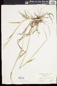 Paspalum setaceum var. psammophilum image