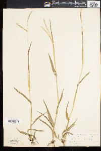 Paspalum setaceum var. psammophilum image