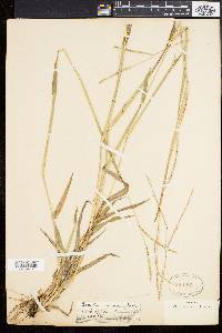 Paspalum setaceum var. psammophilum image