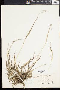 Paspalum setaceum var. psammophilum image