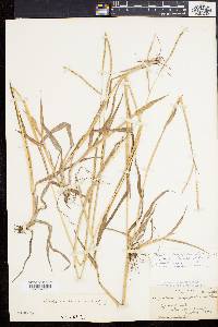 Paspalum setaceum var. psammophilum image