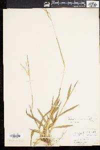 Paspalum setaceum var. psammophilum image