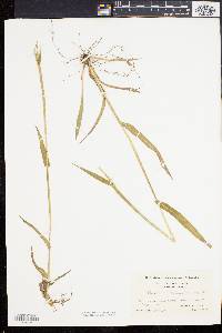 Paspalum setaceum var. psammophilum image