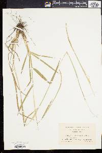 Paspalum setaceum var. psammophilum image