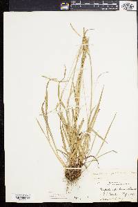 Paspalum setaceum var. muhlenbergii image