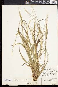 Paspalum setaceum var. muhlenbergii image