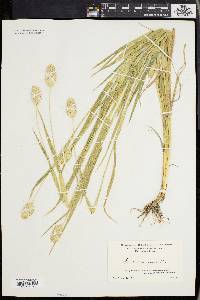 Phalaris canariensis image