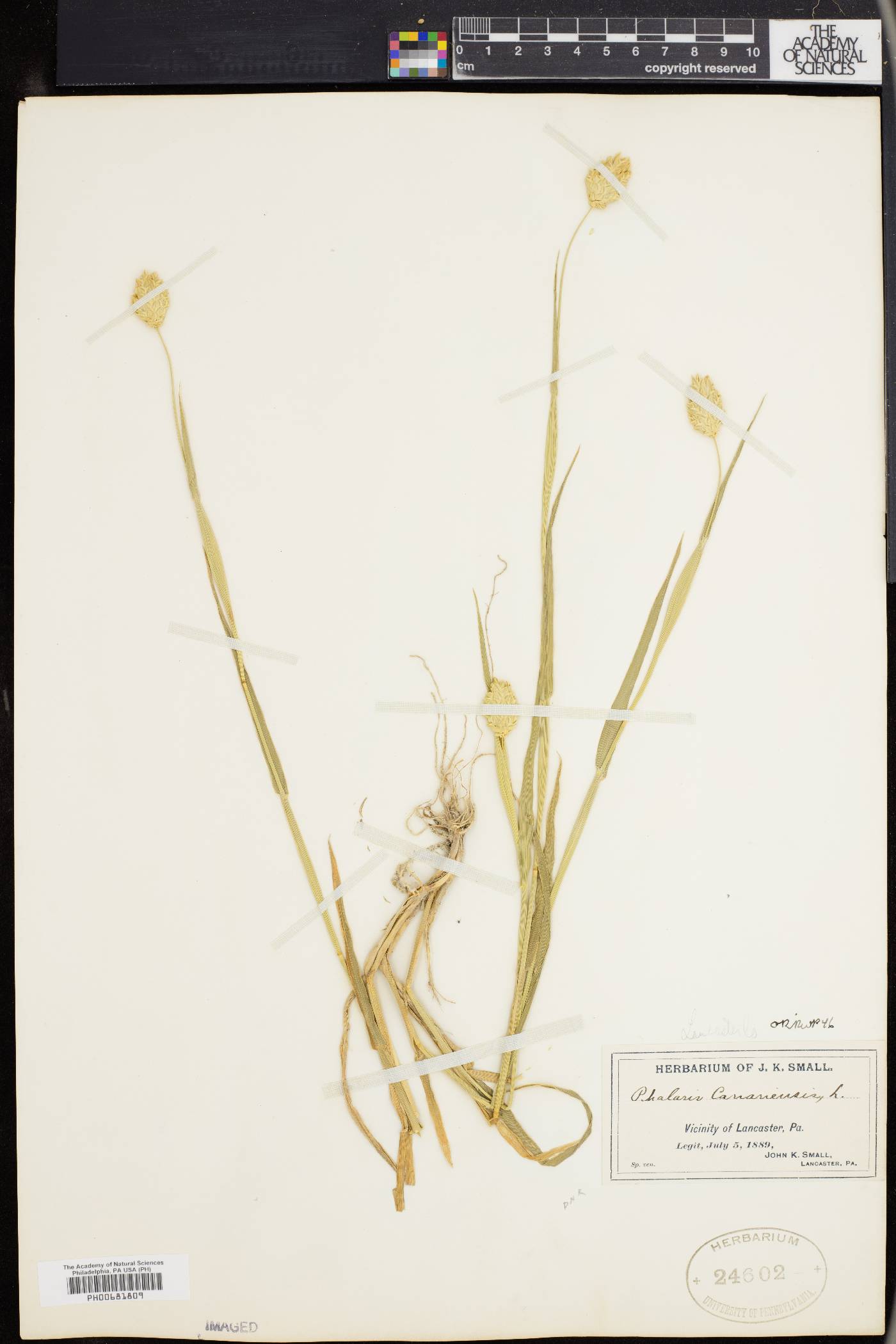 Phalaris canariensis image