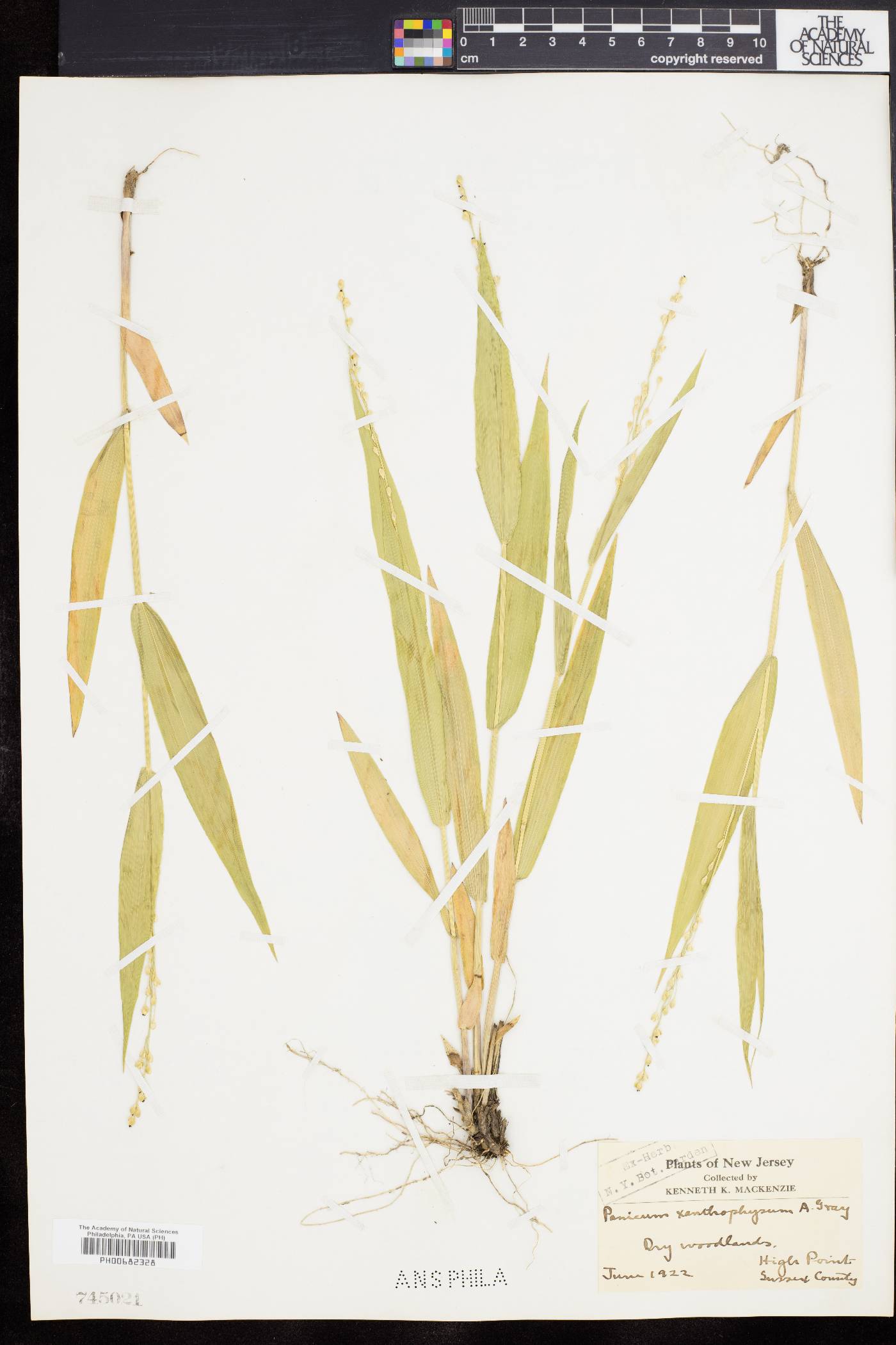 Dichanthelium xanthophysum image